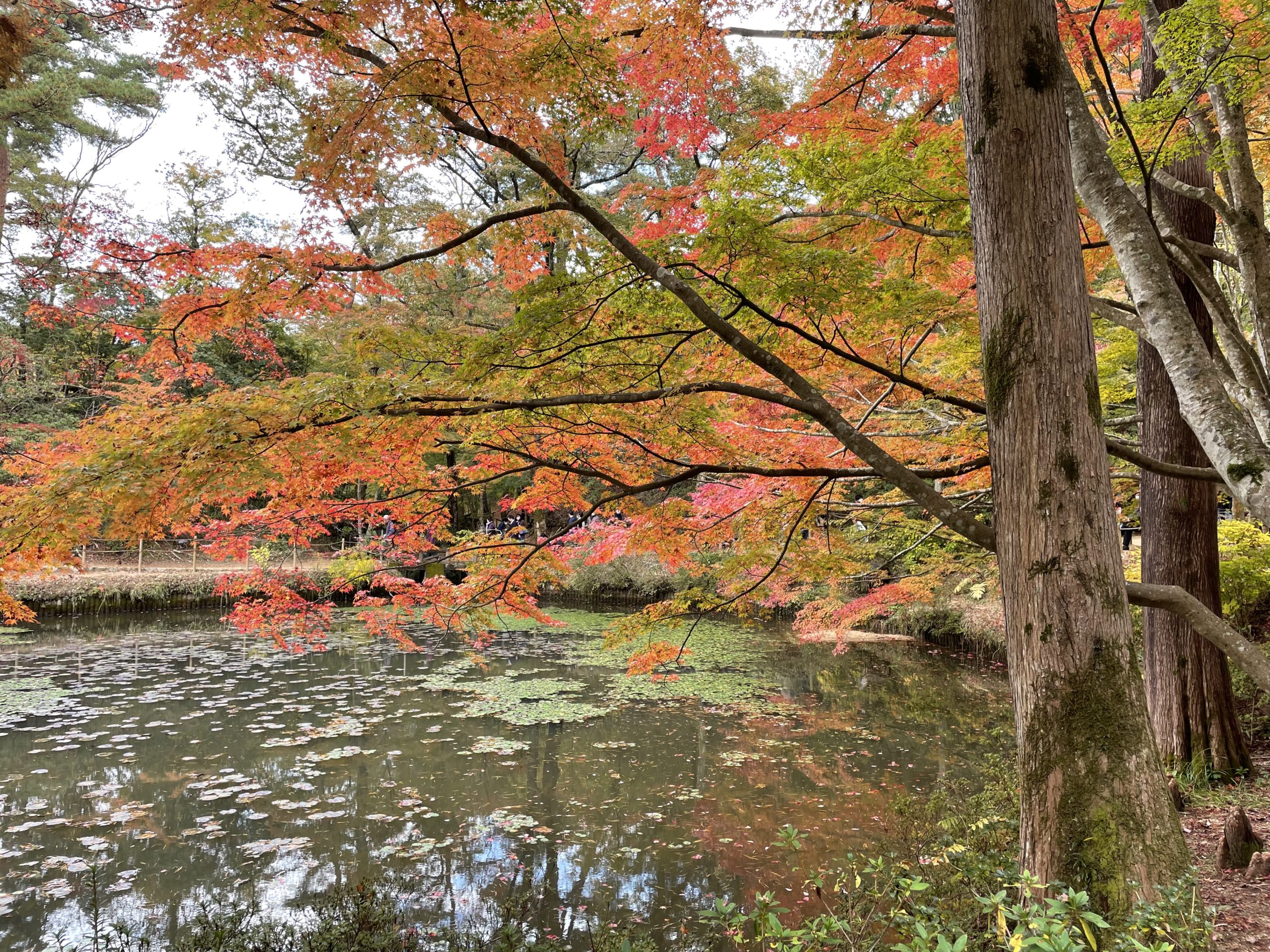 紅葉の名所 神戸市立森林植物園で紅葉狩り アドアスソラ